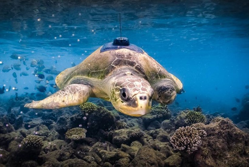 Sea Turtle Snorting Cocaine With a Straw. the Reason You Have to Recycle  Plastic Straws. Artist Signed Print. Handmade 